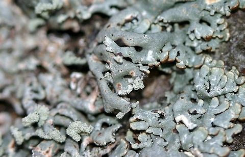 Hypogymnia physodes Hypogymnia physodes (Hooded Tube Lichen) on a black spruce branch. This is not the same species as Hypogymnia tubulosa.

http://lichenportal.org/portal/taxa/index.php?tid=54412&taxauthid=1&clid=0 Geotagged,Hooded Bone Lichen,Hooded Tube Lichen,Hypogymnia physodes,Hypogymnia tubulosa,Minnesota,Spring,Tube Lichen,United States,lichen,tube lichen