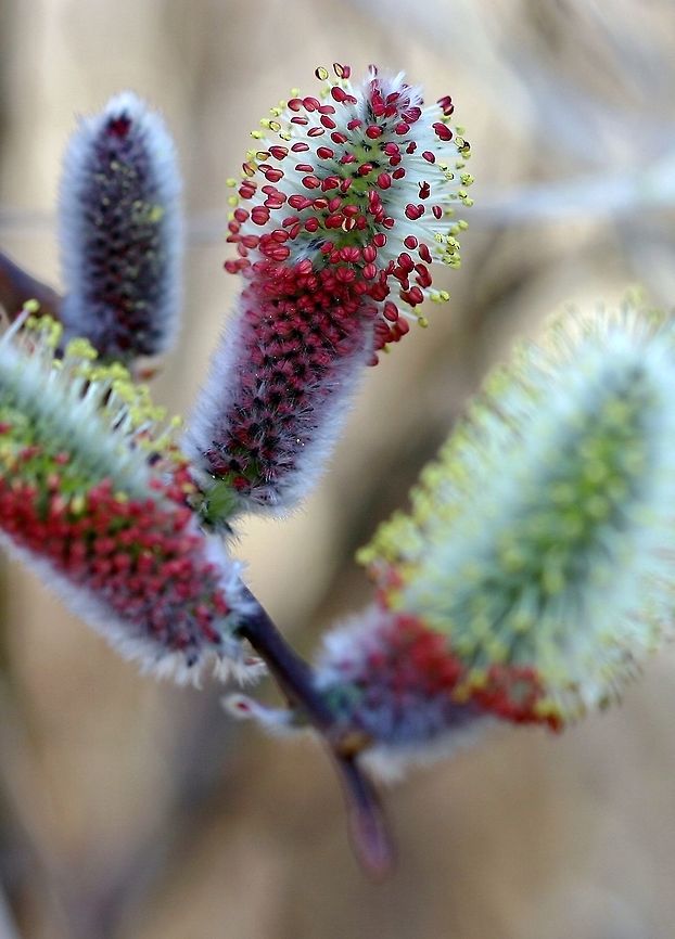 Salix planifolia Salix planifolia (Tea-leaf Willow) staminate catkins. These are sweetly scented and visited by many species of small beetles and wasps. Salix planifolia is among the first plants to bloom here in the spring. The other is Tag Alder (Alnus rugosa). In Minnesota, Salix planifolia grows in sedge meadows, willow thickets, alder swamps, and tamarack swamps where the soil is saturated to the surface. It also grows along the banks of small streams with its branches in the water. Geotagged,Minnesota,Salix planifolia,Spring,United States,catkins,planifolia,salix,willow