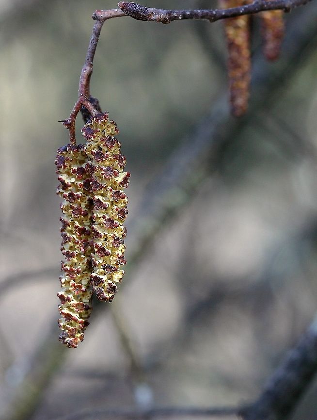 Alnus incana Alnus incana (Speckled Alder, Tag Alder) staminate catkins beginning to open but the anthers are still closed. Alnus incana ssp. rugosa is a name that has been applied to North American plants east of the Rocky Mountains. Alnus rugosa,Geotagged,Minnesota,Speckled Alder,Spring,Tag Alder,United States,alnus incana,catkins,incana