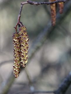 Alnus incana Alnus incana (Speckled Alder, Tag Alder) staminate catkins beginning to open but the anthers are still closed. Alnus incana ssp. rugosa is a name that has been applied to North American plants east of the Rocky Mountains. Alnus rugosa,Geotagged,Minnesota,Speckled Alder,Spring,Tag Alder,United States,alnus incana,catkins,incana
