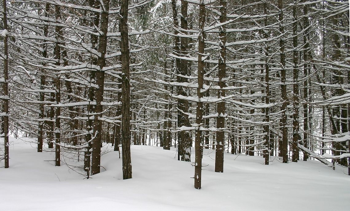 The day after the April 16th snowstorm This is how a part of my woods looked after about 10 inches of snow fell the previous day. A bit unusual for this much snow in spring. Before the snowfall, all of the winter&#039;s snow had melted and the ground was clear.<br />
<br />
Most of the trees are balsam fir (Abies balsamea) and a few balsam poplars (Populus balsamnifera). Geotagged,Minnesota,Spring,United States,forest,snow,trees,winter comes back