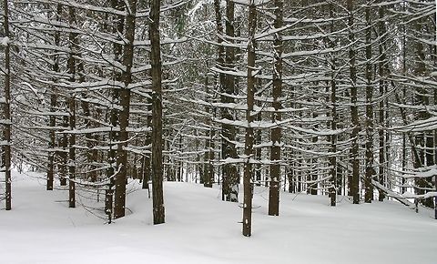 The day after the April 16th snowstorm This is how a part of my woods looked after about 10 inches of snow fell the previous day. A bit unusual for this much snow in spring. Before the snowfall, all of the winter's snow had melted and the ground was clear.

Most of the trees are balsam fir (Abies balsamea) and a few balsam poplars (Populus balsamnifera). Geotagged,Minnesota,Spring,United States,forest,snow,trees,winter comes back