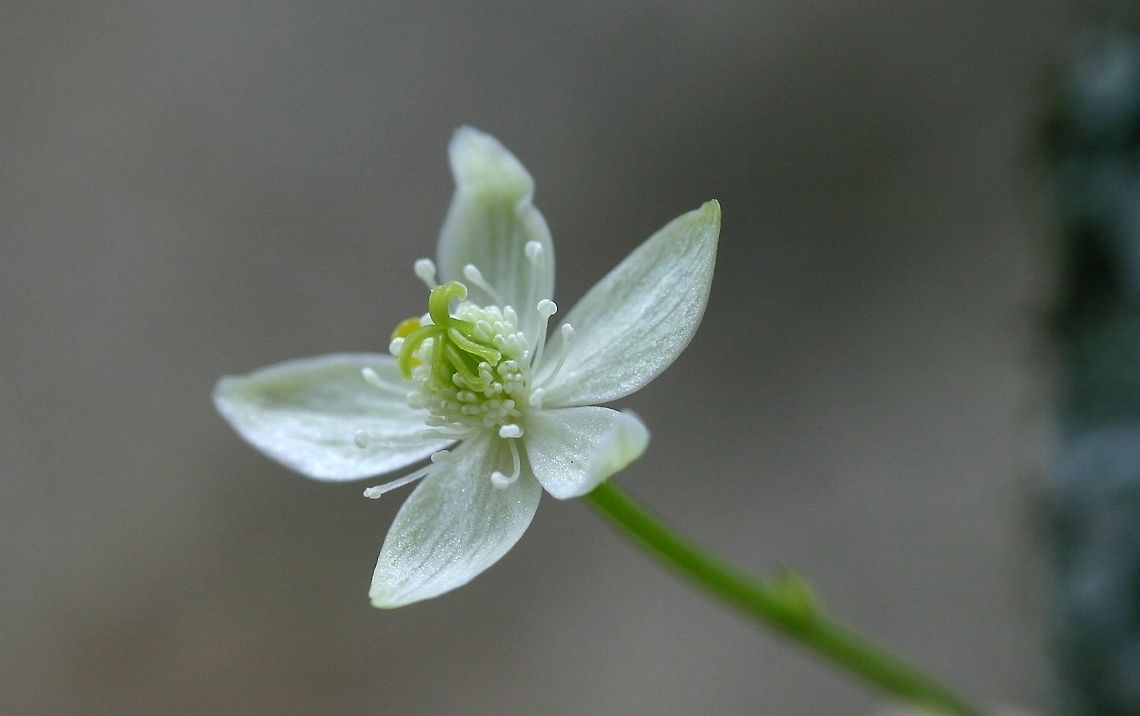 Coptis trifolia Coptis trifolia (Threeleaf Goldthread) flower. Plants were growing under a mix of tamarack (Larix laricina), balsam fir (Abies balsamea), black spruce (Picea mariana), white spruce (Picea glauca), and quaking aspen (Populus tremuloides) in moist moss-covered soil. The club-shaped yellow petals have fallen off or did not develop except for one which is barely visible behind the stamens and carpels. The tips of the petals have a cup that holds nectar. Coptis trifolia,Geotagged,Minnesota,Ranunculaceae,Spring,Threeleaf goldthread,United States,goldthread,trifolia