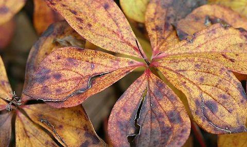 Cornus canadensis Cornus canadensis (Bunchberry) leaves and autumn colors. Cornus canadensis,Fall,Geotagged,Minnesota,United States,autumn leaves,bunchberry,fall colors