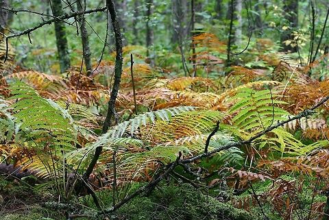 Osmundastrum cinnamomeum A colony of Osmundastrum cinnamomeum (Cinnamon Fern) with fall colors growing in a black spruce/tamarack swamp. Cinnamon Fern,Geotagged,Minnesota,Osmundastrum cinnamomeum,Summer,United States,cinnamon fern,conifer swamp,fall colors,ferns