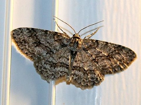 Ectropis crepuscularia Ectropis crepuscularia (Small Engrailed Moth). The larvae of Ectropis crepuscularia feed on the leaves of a variety of coniferous trees. Ectropis crepuscularia,Geotagged,Small Engrailed,Spring,United States