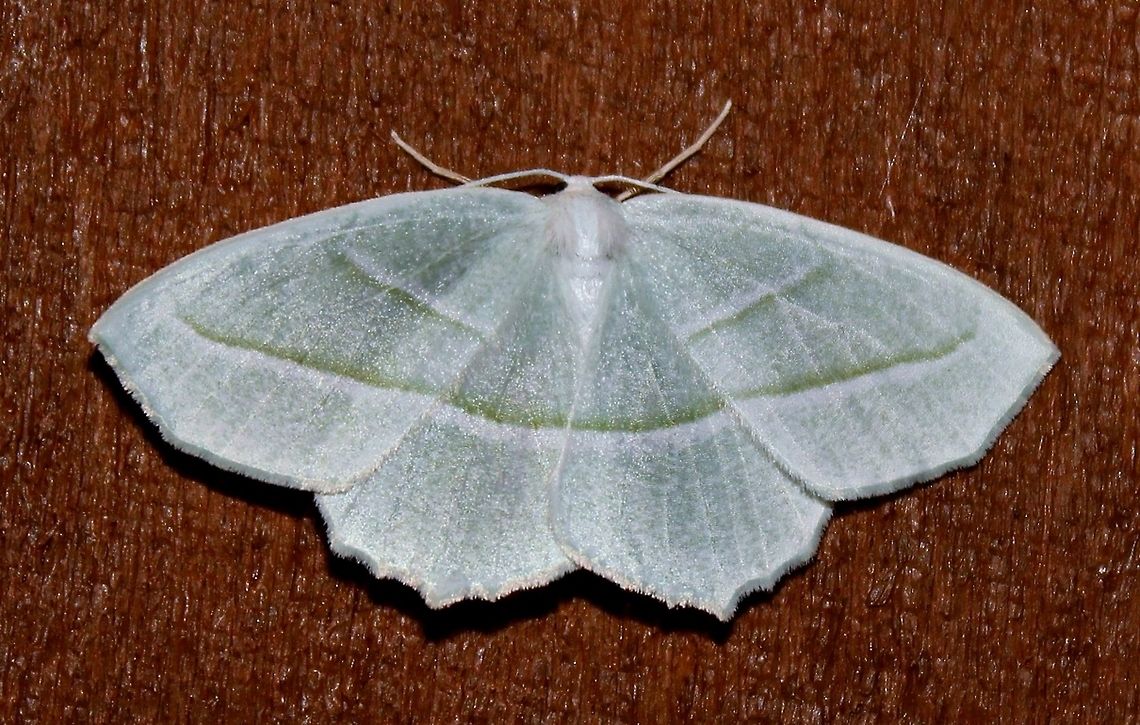 Campaea perlata Campaea perlata (Pale Beauty Moth) Campaea perlata,Geotagged,Pale beauty,Spring,United States