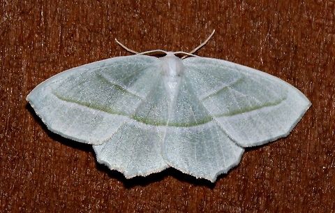 Campaea perlata Campaea perlata (Pale Beauty Moth) Campaea perlata,Geotagged,Pale beauty,Spring,United States