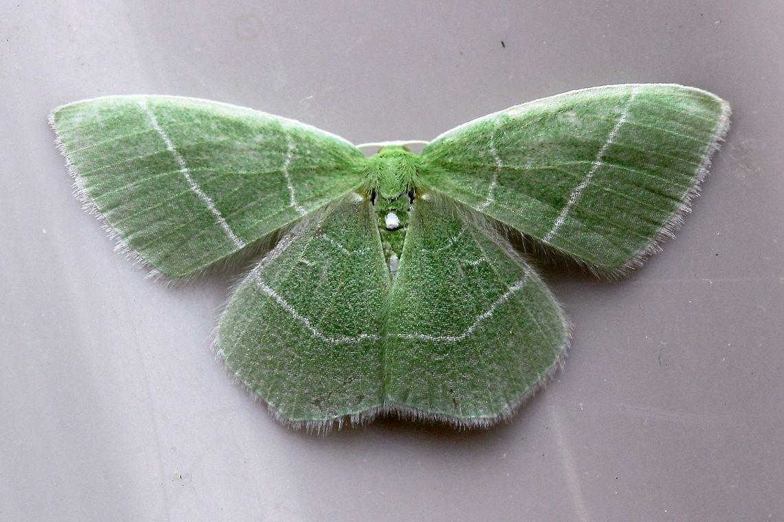 Nemoria mimosaria Nemoria mimosaria (White-fringed Emerald Moth). This specimen looks pinned but it is not. That&#039;s just the way it landed on my door. Geotagged,Nemoria mimosaria,Spring,United States,emerald moth,green moth,white-fringed emerald