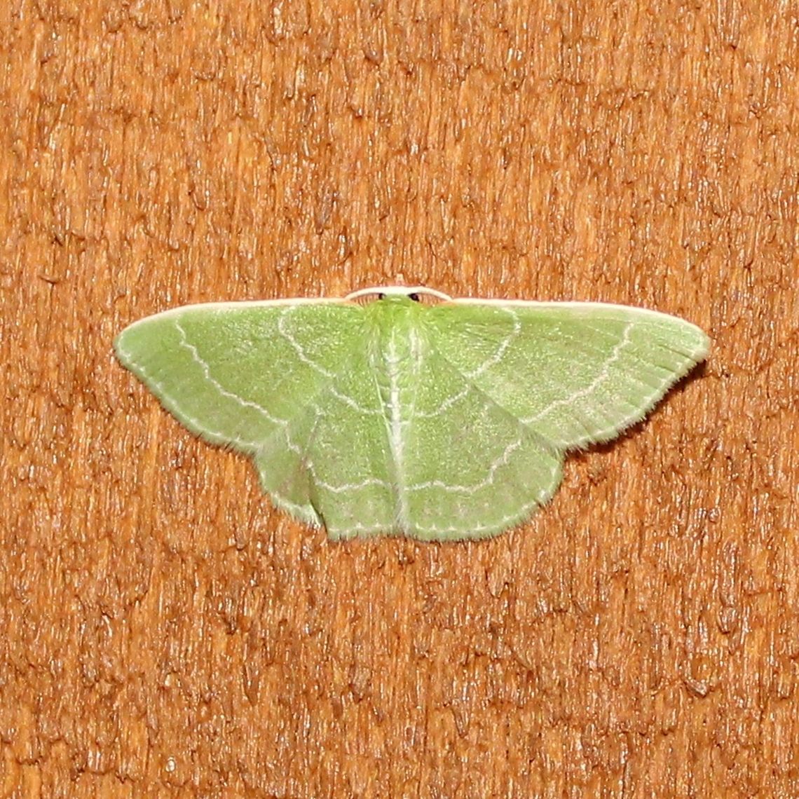 Synchlora aerata Synchlora aerata Geotagged,Summer,Synchlora aerata,United States,Wavy-lined emerald moth