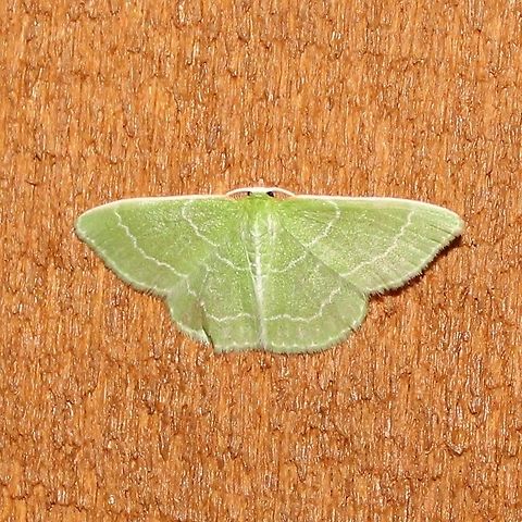 Synchlora aerata Synchlora aerata Geotagged,Summer,Synchlora aerata,United States,Wavy-lined emerald moth