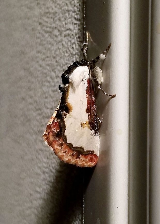 Eudryas unio Eudryas unio (Pearly Wood Nymph) Eudryas unio,Geotagged,Pearly wood-nymph,Summer,United States