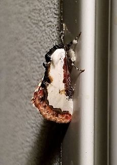 Eudryas unio Eudryas unio (Pearly Wood Nymph) Eudryas unio,Geotagged,Pearly wood-nymph,Summer,United States