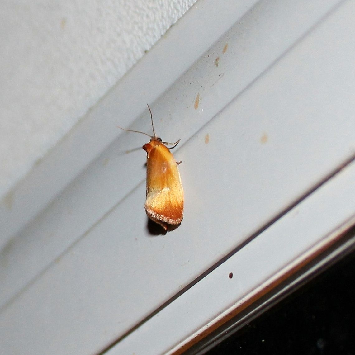 Eulia ministrana Eulia ministrana Eulia ministrana,Geotagged,Spring,United States