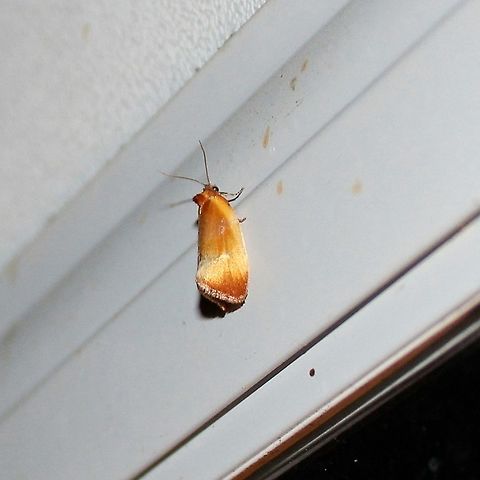 Eulia ministrana Eulia ministrana Eulia ministrana,Geotagged,Spring,United States