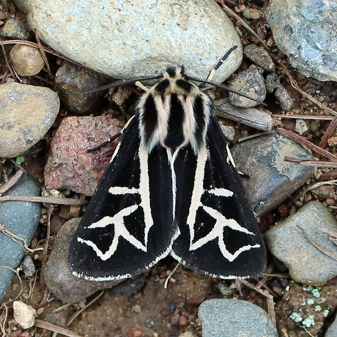 Apantesis williamsii (syn. Grammia williamsii) Apantesis williamsii (Williams&#039; Tiger Moth). Apantesis williamsii is more common in the western mountainous regions of the US and Canada. There appears to be only one other record of this species in Minnesota and it is also in Cook County. <a href="http://mothphotographersgroup.msstate.edu/species.php?hodges=8186" rel="nofollow">http://mothphotographersgroup.msstate.edu/species.php?hodges=8186</a><br />
<br />
I was not searching for this moth but had instead stopped on a trail to check my maps when I looked down and saw it resting on the gravel.<br />
<br />
<br />
 Apantesis williamsii,Arctiinae,Geotagged,Grammia williamsii,Minnesota,Summer,Superior National Forest,Tiger Moths,United States,Williams' Tiger Moth