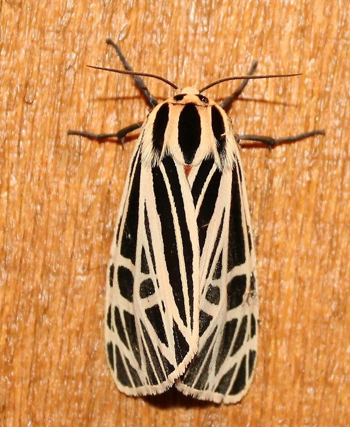 Apantesis virgo (syn. Grammia virgo) Apantesis virgo (Virgin Tiger Moth)<br />
Top view of this one <a href="https://www.jungledragon.com/image/75244" rel="nofollow">https://www.jungledragon.com/image/75244</a> Apantesis virgo,Arctiidae,Geotagged,Grammia virgo,Summer,United States,Virgin Tiger Moth