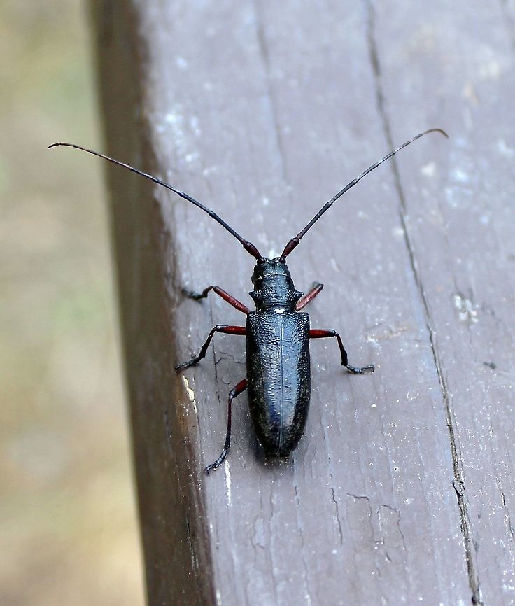 Monochamus scutellatus Monochamus scutellatus (White-spotted Sawyer Beetle). Missing a leg. Geotagged,Monochamus scutellatus,Summer,Superior National Forest,United States,White-spotted sawyer