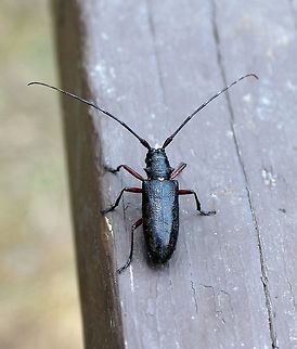 Monochamus scutellatus Monochamus scutellatus (White-spotted Sawyer Beetle). Missing a leg. Geotagged,Monochamus scutellatus,Summer,Superior National Forest,United States,White-spotted sawyer