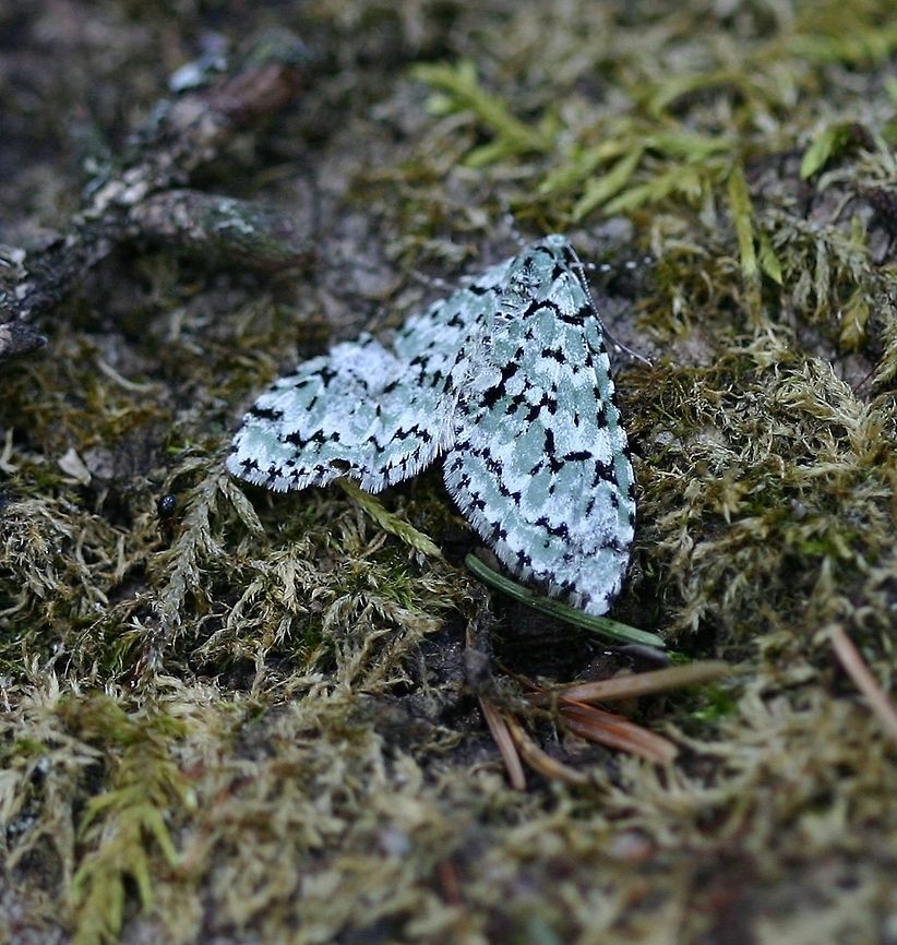 Cladara atroliturata Cladara atroliturata (Scribbler Moth). Found in a mixed forest (aspen, birch, spruce, fir, maple) resting on a moss covered fallen log. Cladara atroliturata,Geometridae,Geotagged,Scribbler Moth,Spring,United States,green and black moth
