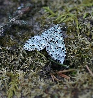 Cladara atroliturata Cladara atroliturata (Scribbler Moth). Found in a mixed forest (aspen, birch, spruce, fir, maple) resting on a moss covered fallen log. Cladara atroliturata,Geometridae,Geotagged,Scribbler Moth,Spring,United States,green and black moth