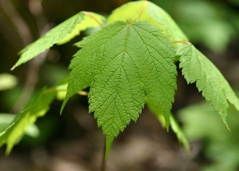 Mountain maple