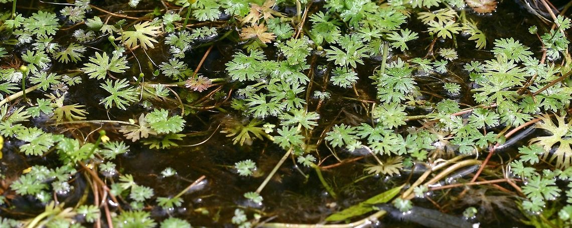 Ranunculus gmelinii Ranunculus gmelinii (Small Yellow water Crowfoot) growing in an old beaver channel in a shrub carr. Water depth is from 1 to 3 feet deep. This particular patch has been known to me since 1992 which shows that despite its delicate appearance it is a long-lived species. These plants are tough in other ways, too. In the winter they can freeze solid in the ice only to begin regrowing once thawed. If the water in which they are growing begins to dry up they can adapt to living on the damp mud. Flowers are yellow with five, sometimes more, tepals and are sweetly scented. Geotagged,Minnesota,Ranunculus,Ranunculus gmelinii,Spring,United States,buttercup,crowfoot,gmelinii