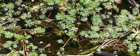 Ranunculus gmelinii Ranunculus gmelinii (Small Yellow water Crowfoot) growing in an old beaver channel in a shrub carr. Water depth is from 1 to 3 feet deep. This particular patch has been known to me since 1992 which shows that despite its delicate appearance it is a long-lived species. These plants are tough in other ways, too. In the winter they can freeze solid in the ice only to begin regrowing once thawed. If the water in which they are growing begins to dry up they can adapt to living on the damp mud. Flowers are yellow with five, sometimes more, tepals and are sweetly scented. Geotagged,Minnesota,Ranunculus,Ranunculus gmelinii,Spring,United States,buttercup,crowfoot,gmelinii