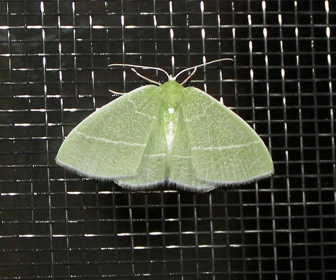 Nemoria mimosaria Nemoria mimosaria (White-Fringed Emerald) Geotagged,Minnesota,Nemoria mimosaria,Spring,United States,White-fringed emerald