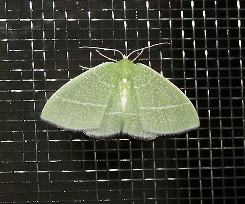 Nemoria mimosaria Nemoria mimosaria (White-Fringed Emerald) Geotagged,Minnesota,Nemoria mimosaria,Spring,United States,White-fringed emerald