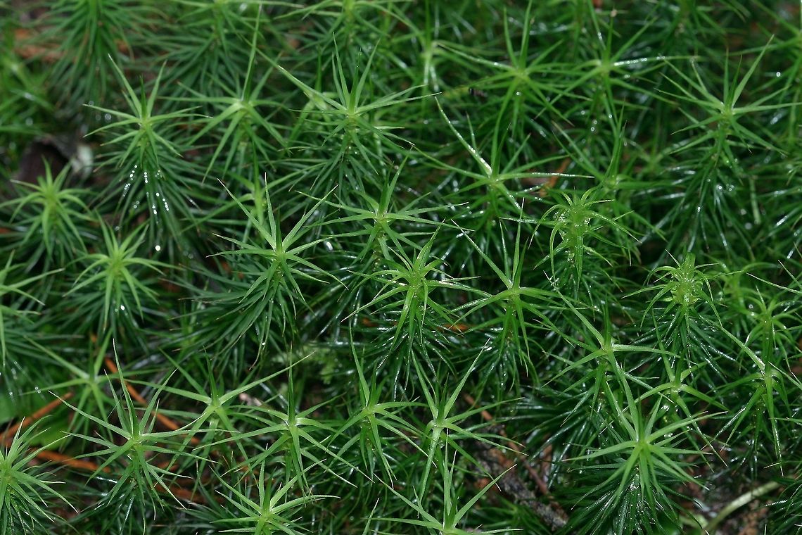 Polytrichum commune Polytrichum commune (Haircap Moss) growing under conifers (spruce, tamarack, balsam fir) near the edge of a conifer swamp. Geotagged,Polytrichum commune,Spring,United States,bryophytes,haircap moss,moss