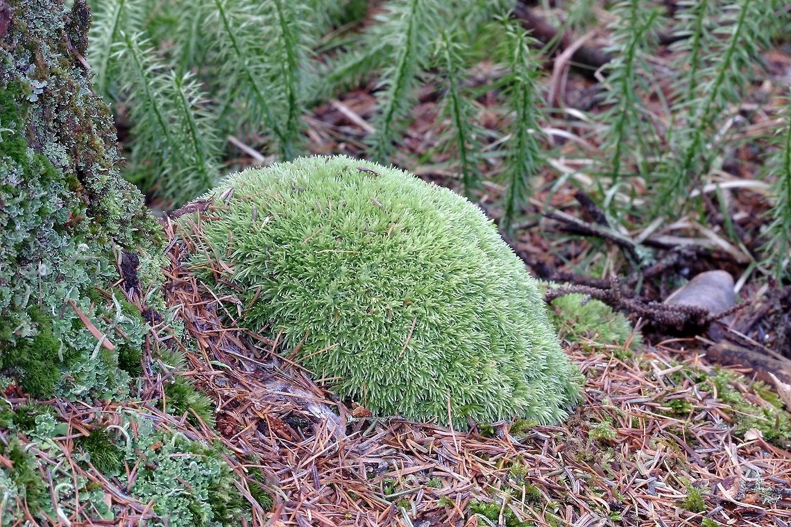 Leucobryum glaucum Leucobryum glaucum (Pincushion Moss) growing under black spruce and tamarack in a conifer swamp. Geotagged,Leucobryum glaucum,Minnesota,Pincushion Moss,Spring,United States,bryophytes,moss
