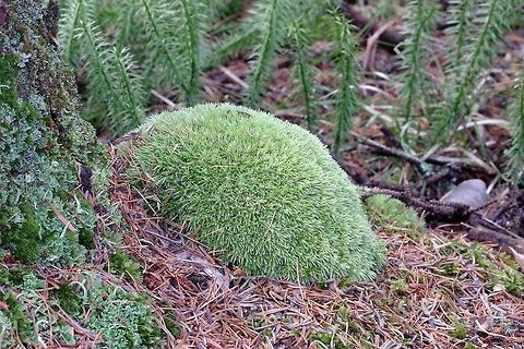 Leucobryum glaucum Leucobryum glaucum (Pincushion Moss) growing under black spruce and tamarack in a conifer swamp. Geotagged,Leucobryum glaucum,Minnesota,Pincushion Moss,Spring,United States,bryophytes,moss