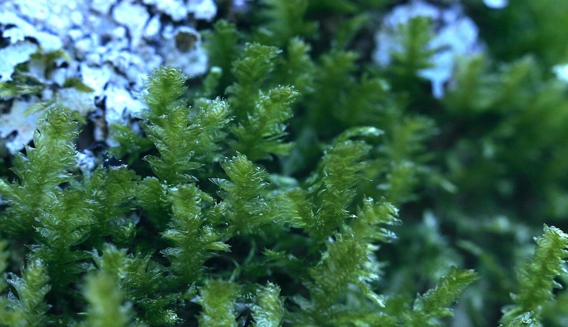Neckera pennata Neckera pennata (flat feather moss) growing at the base of a black ash tree in a swamp. The leaves of Neckera pennata have a rippled appearance produced by transverse undulations.<br />
<br />
This moss is an indicator of old hardwood forests. &quot;Growth of Neckera pennata, an epiphytic moss of old-growth forests.&quot; Ingerpuu, Vellak, and M&ouml;ls. The Bryologist 110(2), (1 June 2007).<br />
<br />
&quot;Neckera pennata is recognized by its immersed sporophytes, undulate, acute to broadly acute leaves, and paraphyllia absent or scarce. The leaves have very few alar cells.&quot; <a href="http://www.efloras.org/florataxon.aspx?flora_id=1&amp;taxon_id=200001899" rel="nofollow">http://www.efloras.org/florataxon.aspx?flora_id=1&amp;taxon_id=200001899</a> Geotagged,Neckera pennata,Spring,United States,bryophytes,flat feather moss,forested swamp,moss,old growth indicators,ripples