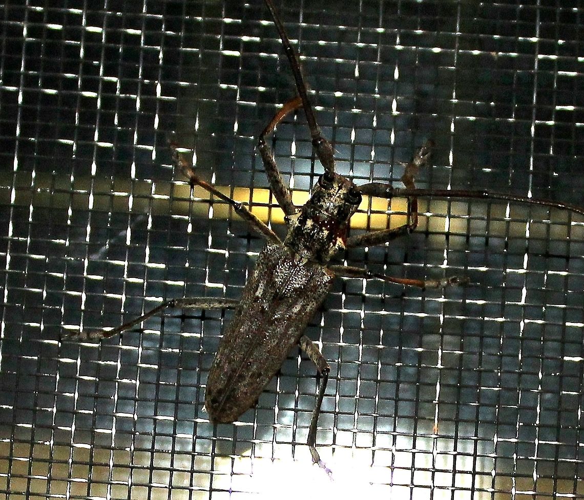 Monochamus notatus Monochamus notatus (Northeastern Pine Sawyer Beetle). Its larvae feed on phloem and cambium layers just beneath the bark of fallen or dying conifers such as pine later feeding on the heartwood. Maturation takes up to 2 years. Adults are 5 cm long with antennae almost as long as the body. Geotagged,Longhorn beetle,Minnesota,Monochamus notatus,Northeastern Pine Sawyer,Summer,United States,beetle Coleoptera