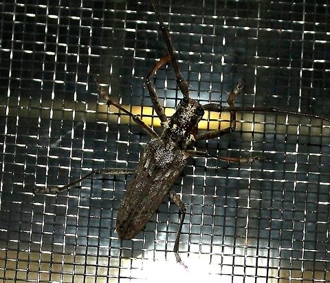 Monochamus notatus Monochamus notatus (Northeastern Pine Sawyer Beetle). Its larvae feed on phloem and cambium layers just beneath the bark of fallen or dying conifers such as pine later feeding on the heartwood. Maturation takes up to 2 years. Adults are 5 cm long with antennae almost as long as the body. Geotagged,Longhorn beetle,Minnesota,Monochamus notatus,Northeastern Pine Sawyer,Summer,United States,beetle Coleoptera