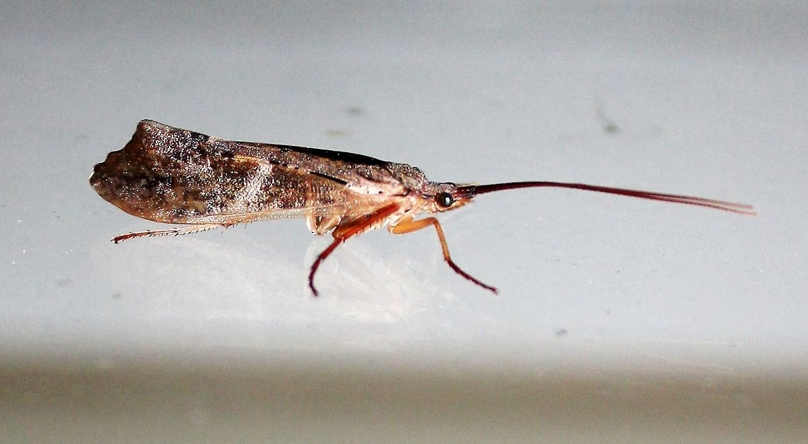 Nemotaulius hostilis Nemotaulius hostilis (Northern Casemaker Caddisfly) Geotagged,Minnesota,Nemotaulius hostilis,Northern Casemaker Caddisfly,Spring,Trichoptera,United States,caddisflies,insects