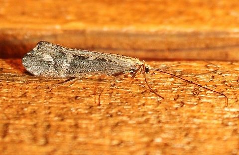 Glyphopsyche irrorata Finding Glyphopsyche irrorata in 2018 marks the third time this species has been recorded from Minnesota. It is apparently not common anywhere. I saw adult individuals in April and again in October. It is an unusual caddisfly species in that it overwinters as an adult rather than as an egg or larva.

"Glyphopsyche irrorata (Figure 188) is known only from Grand Portage Creek, Cook County, in the Lake Superior Region, and Lake Itasca, Clearwater County, in the Northern Region. The former collection occurred in July 2000 and the latter in July 1977. The species is unique in sometimes overwintering in the adult stage (Berte and Pritchard 1983)." (Biological diversity of the Minnesota caddisflies (Insecta, Trichoptera. DC Houghton. Zookeys. 2012; (189): 1–389.) Given the July dates for these observations, it is probably safe to say they were of larvae and not adults which fly in April-May and September-October.

"Glyphopsyche irrorata has adapted to live in ponds with fluctuating water levels and ponds exhibiting winter drought by passing the winter as an adult in the terrestrial environment.

Larvae, which hatch in May and pupate in late August, are detritivorous shredders. Males and females emerge in September, with a sex ratio of one and commence mating in the autumn. The entire population has mated by May at which time females oviposit in the water. Adult males and females are present in equal numbers in the spring and have similar longevities approaching a maximum of 8 to 9 months." (The life history of Glyphopsyche irrorata (Trichoptera, Limnephilidae): A caddisfly that overwinters as an adult. SB Berte and G Pritchard. Ecography. 1983: (6) 69-73) Fall,Geotagged,Glyphopsyche irrorata,Limnephilidae,Trichoptera,United States,caddisfly,insect,rare species