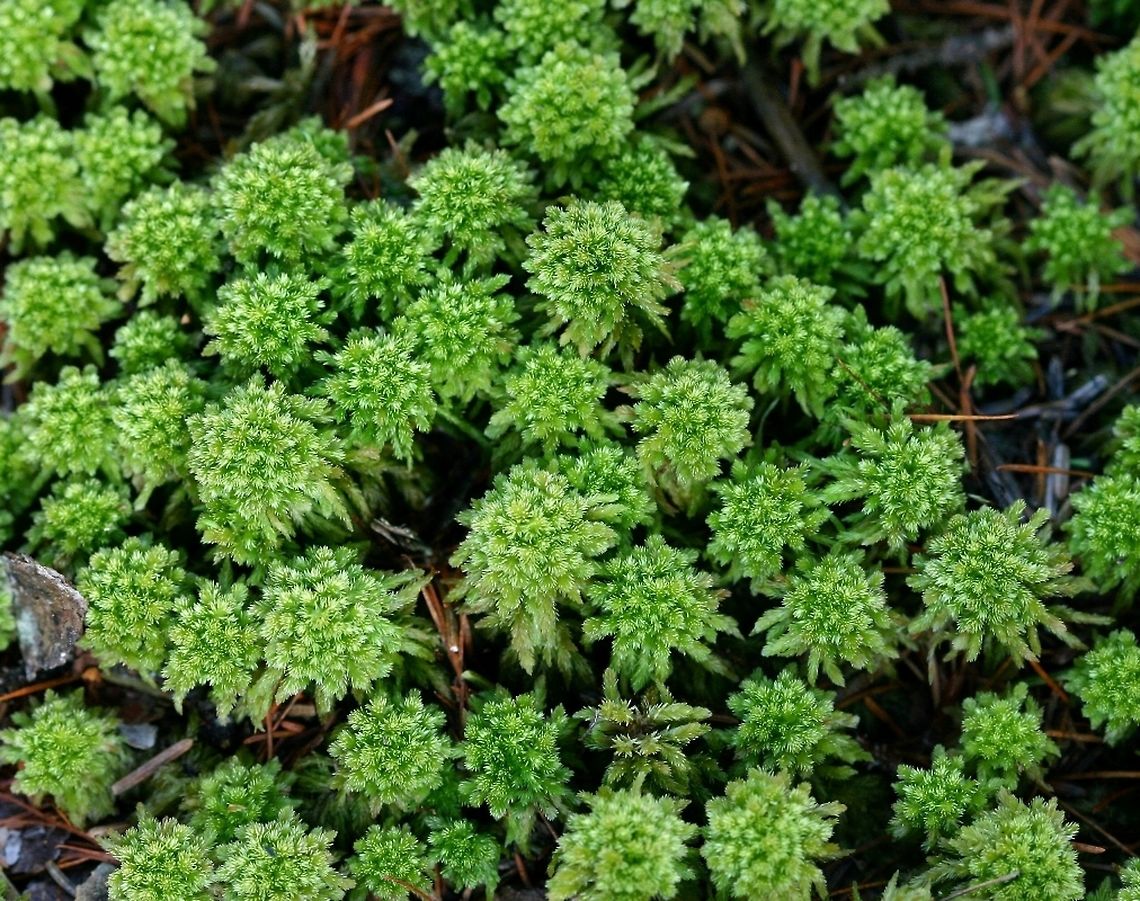 Sphagnum wulfianum Sphagnum wulfianum growing on root hummocks in a black spruce/tamarack swamp.<br />
 Geotagged,Sphagnum,Sphagnum wulfianum,Spring,United States,conifer swamps,moss,peat moss