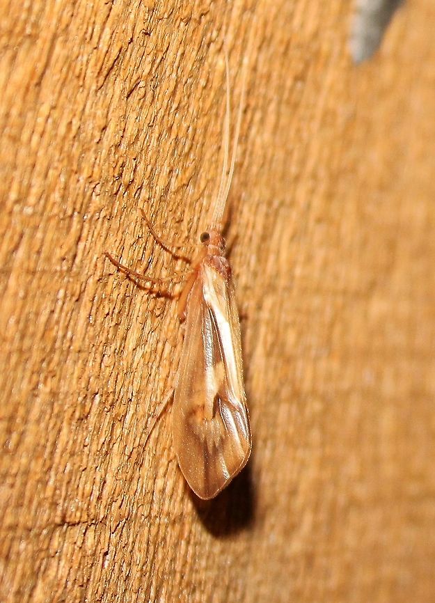 Platycentropus radiatus Platycentropus radiatus (Chocolate and Cream Sedge)<br />
<br />
Compare to <a href="https://pbase.com/tmurray74/image/92927584" rel="nofollow">https://pbase.com/tmurray74/image/92927584</a> Chocolate and Cream Sedge,Geotagged,Limnephilidae,Northern Caddisflies,Platycentropus radiatus,Spring,Trichoptera,United States,caddisfly