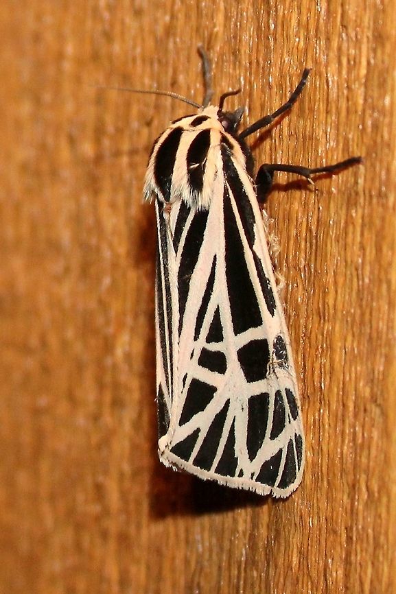 Apantesis virgo (syn. Grammia virgo) Sideview of this one <figure class="photo"><a href="https://www.jungledragon.com/image/75175/apantesis_virgo_syn._grammia_virgo.html" title="Apantesis virgo (syn. Grammia virgo)"><img src="https://s3.amazonaws.com/media.jungledragon.com/images/3383/75175_thumb.JPG?AWSAccessKeyId=05GMT0V3GWVNE7GGM1R2&Expires=1759968010&Signature=PfEaNnbI1DgrB394qMH73Q4qnNg%3D" width="126" height="152" alt="Apantesis virgo (syn. Grammia virgo) Apantesis virgo (Virgin Tiger Moth)<br />
Top view of this one https://www.jungledragon.com/image/75244 Apantesis virgo,Arctiidae,Geotagged,Grammia virgo,Summer,United States,Virgin Tiger Moth" /></a></figure> Apantesis virgo,Arctiidae,Geotagged,Grammia virgo,Summer,United States,Virgin Tiger Moth