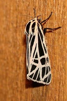Apantesis virgo (syn. Grammia virgo) Sideview of this one https://www.jungledragon.com/image/75175/apantesis_virgo_syn._grammia_virgo.html Apantesis virgo,Arctiidae,Geotagged,Grammia virgo,Summer,United States,Virgin Tiger Moth