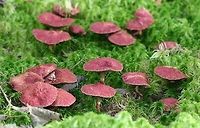 Suillus paluster (obsolete syn. Fuscoboletinus paluster) Suillus paluster (Red Bog Bolete, Rosy Larch Bolete) in sphagnum moss under tamarack, black spruce, and balsam fir in a conifer swamp. Mycorrhizal with tamarack.<br />
<br />
https://www.jungledragon.com/image/75252/suillus_paluster_obsolete_syn._fuscoboletinus_paluster.html<br />
<br />
https://boletes.wpamushroomclub.org/product/fuscoboletinus-paluster/ Fall,Fuscoboletinus paluster,Geotagged,Red Bog Bolete,Suillus paluster,United States,black spruce,boletes,fungus,mushroom,rosy larch bolete,tamarack,wetlands