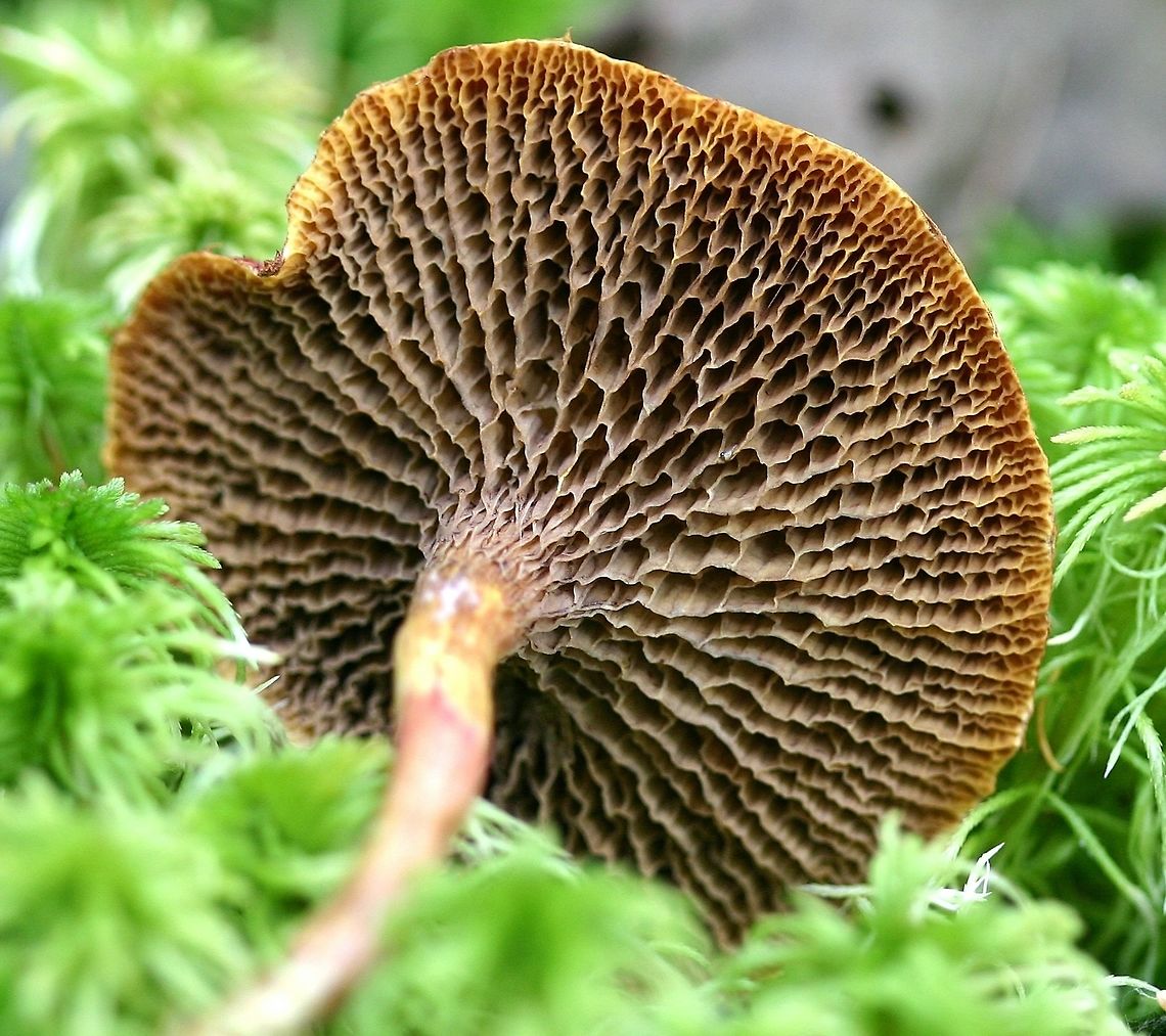 Suillus paluster (obsolete syn. Fuscoboletinus paluster) The underside of Suillus paluster (Red Bog Bolete, Rosy Larch Bolete) showing pores. Younger specimens are yellow below but with age become brown. Mycorrhizal with tamarack.<br />
<br />
<figure class="photo"><a href="https://www.jungledragon.com/image/75247/suillus_paluster_obsolete_syn._fuscoboletinus_paluster.html" title="Suillus paluster (obsolete syn. Fuscoboletinus paluster)"><img src="https://s3.amazonaws.com/media.jungledragon.com/images/3383/75247_thumb.jpg?AWSAccessKeyId=05GMT0V3GWVNE7GGM1R2&Expires=1759968010&Signature=oAvzWZJmYclJD5SOU64Q4G3hfOc%3D" width="200" height="128" alt="Suillus paluster (obsolete syn. Fuscoboletinus paluster) Suillus paluster (Red Bog Bolete, Rosy Larch Bolete) in sphagnum moss under tamarack, black spruce, and balsam fir in a conifer swamp. Mycorrhizal with tamarack.<br />
<br />
https://www.jungledragon.com/image/75252/suillus_paluster_obsolete_syn._fuscoboletinus_paluster.html<br />
<br />
https://boletes.wpamushroomclub.org/product/fuscoboletinus-paluster/ Fall,Fuscoboletinus paluster,Geotagged,Red Bog Bolete,Suillus paluster,United States,black spruce,boletes,fungus,mushroom,rosy larch bolete,tamarack,wetlands" /></a></figure> Fall,Fuscoboletinus paluster,Geotagged,Minnesota,Red Bog Bolete,Rosy Larch Bolete,Suillus paluster,United States,black spruce,bolete,conifer swamp,fungus,mushroom,mushroom pores,tamarack