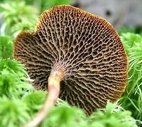 Suillus paluster (obsolete syn. Fuscoboletinus paluster) The underside of Suillus paluster (Red Bog Bolete, Rosy Larch Bolete) showing pores. Younger specimens are yellow below but with age become brown. Mycorrhizal with tamarack.<br />
<br />
https://www.jungledragon.com/image/75247/suillus_paluster_obsolete_syn._fuscoboletinus_paluster.html Fall,Fuscoboletinus paluster,Geotagged,Minnesota,Red Bog Bolete,Rosy Larch Bolete,Suillus paluster,United States,black spruce,bolete,conifer swamp,fungus,mushroom,mushroom pores,tamarack