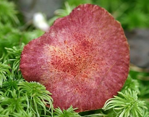 Suillus paluster (obsolete syn. Fuscoboletinus paluster) Top of cap of Suillus paluster (Red Bog Bolete, Rosy Larch Bolete). Found in sphagnum moss under tamarack, black spruce, and balsam fir in a conifer swamp. Mycorrhizal with tamarack. Fall,Fuscoboletinus paluster,Geotagged,Minnesota,Red Bog Bolete,Rosy Larch Bolete,Suillus paluster,United States,black spruce,conifer swamp,fungus,mushroom,mushroom cap,tamarack