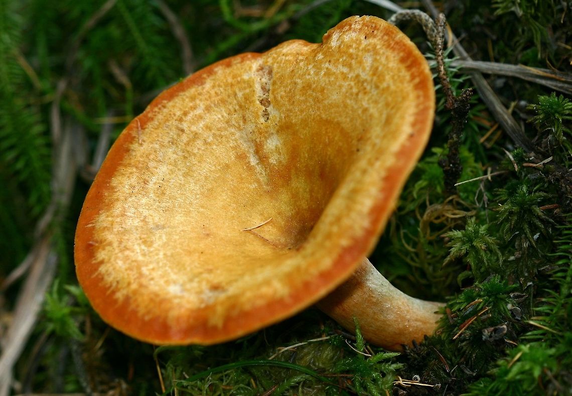 Lactarius thyinos Lactarius thyinos (Saffron Milkcap) in sphagnum moss under black spruce and tamaracks in a conifer swamp.<br />
<br />
<a href="https://www.mushroomexpert.com/lactarius_thyinos.html" rel="nofollow">https://www.mushroomexpert.com/lactarius_thyinos.html</a> Fall,Geotagged,Lactarius thyinos,Minnesota,Saffron Milkcap,United States,black spruce,conifer swamp,sphagnum,tamarack