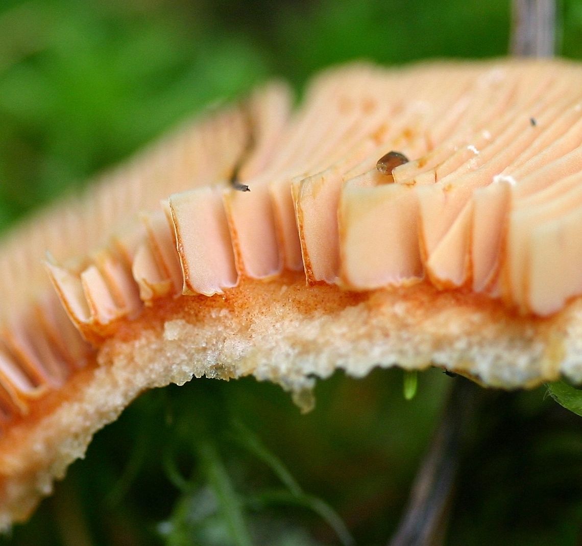 Lactarius thyinos Lactarius thyinos (Safrron Milkcap) same one as below but with cap cut to show sap.<br />
<br />
<figure class="photo"><a href="https://www.jungledragon.com/image/75258/lactarius_thyinos.html" title="Lactarius thyinos"><img src="https://s3.amazonaws.com/media.jungledragon.com/images/3383/75258_thumb.jpg?AWSAccessKeyId=05GMT0V3GWVNE7GGM1R2&Expires=1759968010&Signature=B1J1TfDLIX5gPoL0cGy5qNk3YLw%3D" width="200" height="140" alt="Lactarius thyinos Lactarius thyinos (Saffron Milkcap) in sphagnum moss under black spruce and tamaracks in a conifer swamp.<br />
<br />
https://www.mushroomexpert.com/lactarius_thyinos.html Fall,Geotagged,Lactarius thyinos,Minnesota,Saffron Milkcap,United States,black spruce,conifer swamp,sphagnum,tamarack" /></a></figure><br />
<br />
<a href="https://www.mushroomexpert.com/lactarius_thyinos.html" rel="nofollow">https://www.mushroomexpert.com/lactarius_thyinos.html</a> Fall,Geotagged,Lactarius thyinos,Mushrooms,Saffron Milkcap,Sphagnum,United States,conifer swamp