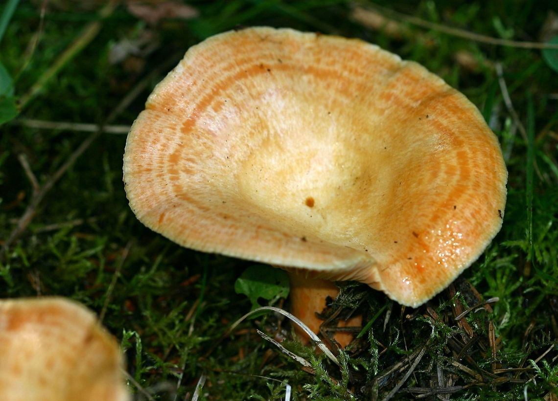 Lactarius thyinos Lactarius thyinos (Saffron Milkcap) growing under balsam fir and white spruce in a mesic conifer forest.<br />
<br />
<figure class="photo"><a href="https://www.jungledragon.com/image/75261/lactarius_thyinos.html" title="Lactarius thyinos"><img src="https://s3.amazonaws.com/media.jungledragon.com/images/3383/75261_thumb.jpg?AWSAccessKeyId=05GMT0V3GWVNE7GGM1R2&Expires=1759968010&Signature=HhV%2FLUUoGlfMINUJIGTwfIwbqxA%3D" width="200" height="190" alt="Lactarius thyinos Same Lactarius thyinos (Saffron Milkcap) shown below but with cap cut to show orange latex.<br />
<br />
https://www.jungledragon.com/image/75260/lactarius_thyinos.html<br />
<br />
https://www.mushroomexpert.com/lactarius_thyinos.html<br />
<br />
https://mushroomobserver.org/name/show_name/21427 Geotagged,Lactarius thyinos,Minnesota,Saffron Milkcap,Summer,United States,balsam fir,mesic forest,white spruce" /></a></figure><br />
<br />
<a href="https://www.mushroomexpert.com/lactarius_thyinos.html" rel="nofollow">https://www.mushroomexpert.com/lactarius_thyinos.html</a><br />
<br />
<a href="https://mushroomobserver.org/name/show_name/21427" rel="nofollow">https://mushroomobserver.org/name/show_name/21427</a> Geotagged,Lactarius thyinos,Minnesota,Saffron Milkcap,Summer,United States,balsam fir,mesic forest,white spruce