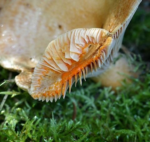 Lactarius thyinos Same Lactarius thyinos (Saffron Milkcap) shown below but with cap cut to show orange latex.

https://www.jungledragon.com/image/75260/lactarius_thyinos.html

https://www.mushroomexpert.com/lactarius_thyinos.html

https://mushroomobserver.org/name/show_name/21427 Geotagged,Lactarius thyinos,Minnesota,Saffron Milkcap,Summer,United States,balsam fir,mesic forest,white spruce